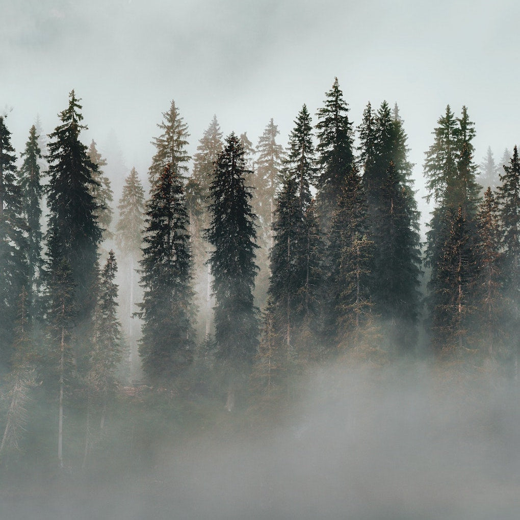 Misty Evergreens - Photo Credit Eberhard Grossgasteiger