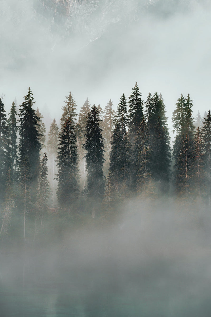 Misty view of evergreen trees - photo credit Eberhard Grossgasteiger