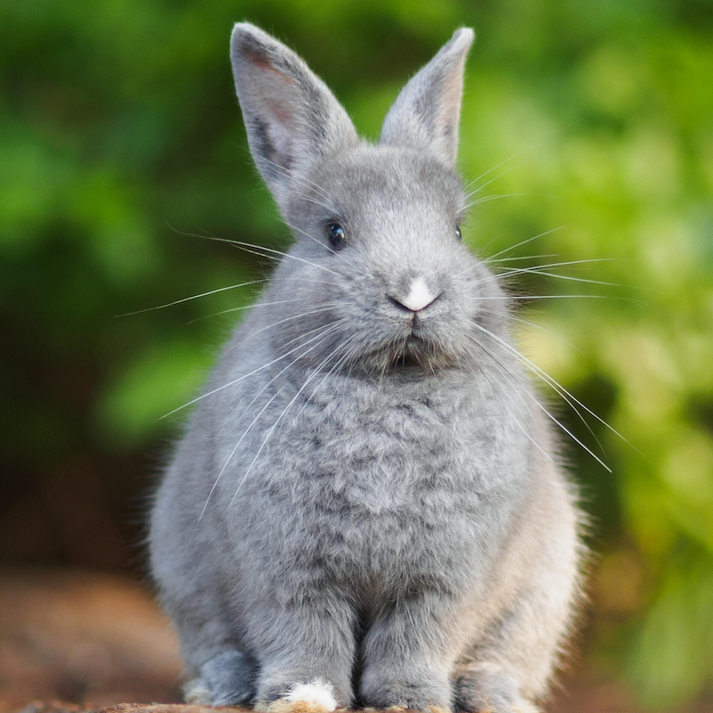 Grey Bunny photo by Janan Lagerwall