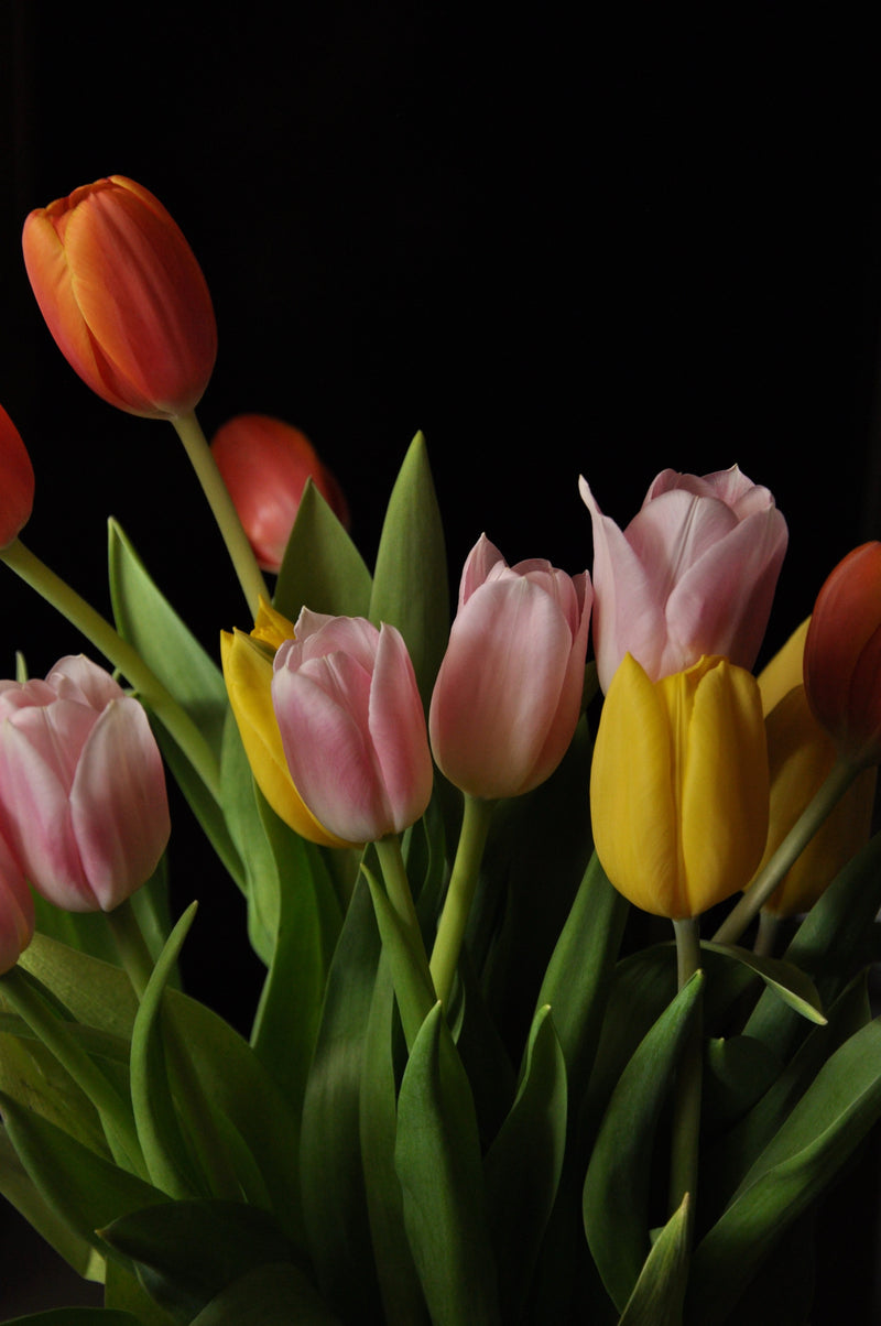 tulips by photographer Kiy Turk