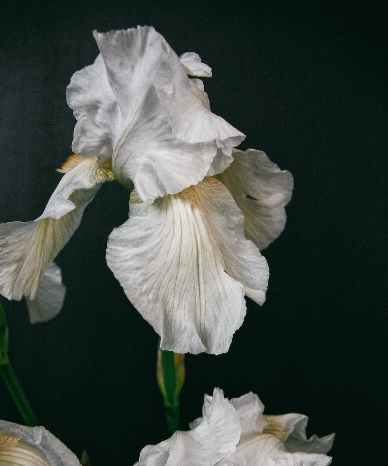 White Iris - Photo Credit Nataliya Solomakha